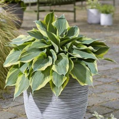 Hosta 'Flemish Tradition'